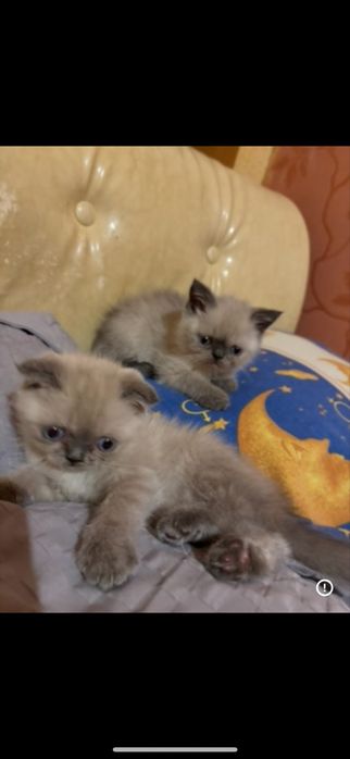 шотланські кошенята Скотіш Фолд та скотіш страйд