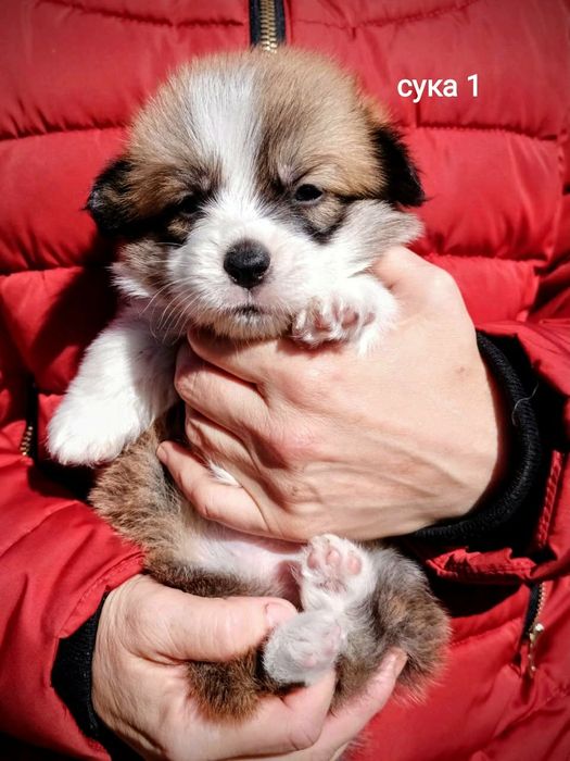 Натуральні бобтейли