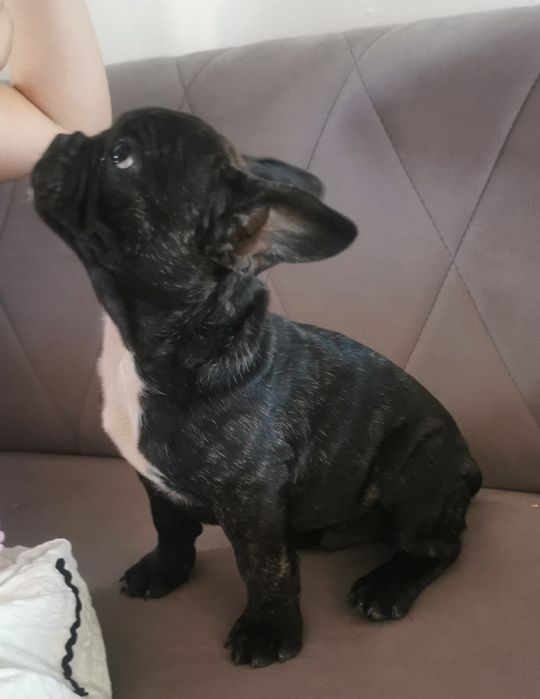 Buldog francuski