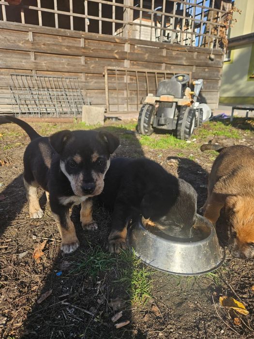 Oddam pieski za darmo