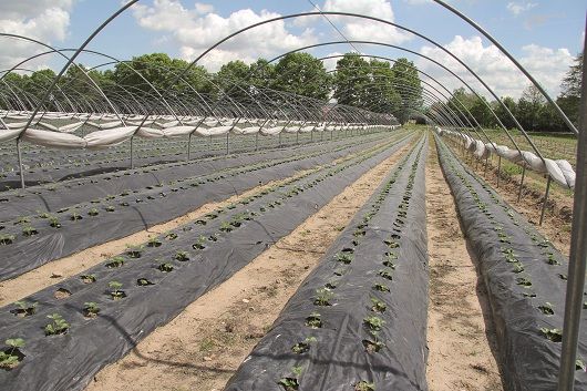 FOLIA DO ŚCIÓŁKOWANIA 1x1000m. DO NASADZEŃ ogórków i truskawek