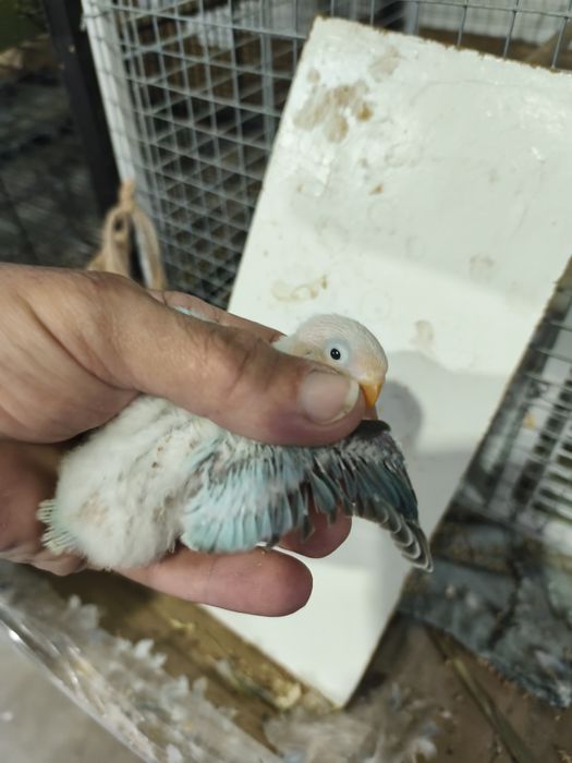 Fishers opalinos pale x cobalto