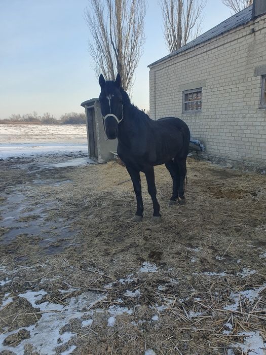 Продам   жеребця