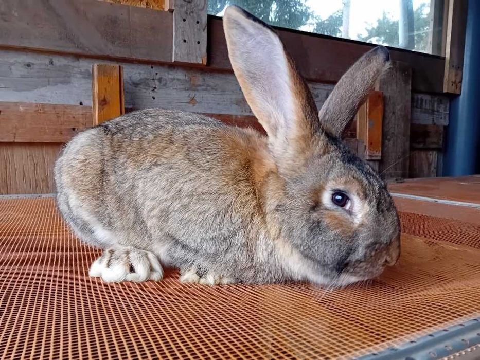 Królik  mieszaniec  po samcu  belgijskim