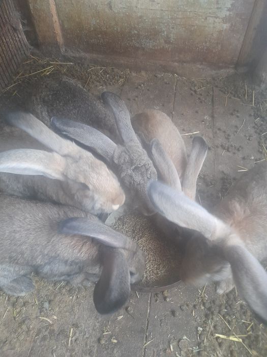 Продам   самички