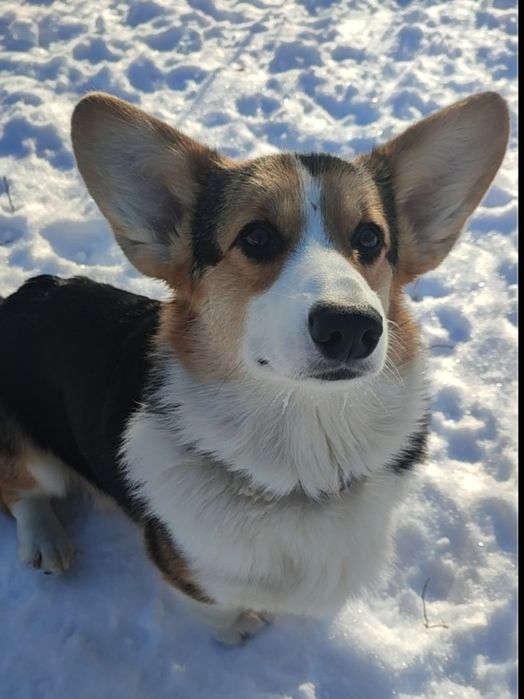 Продам цуценя Вельш корги пемброк