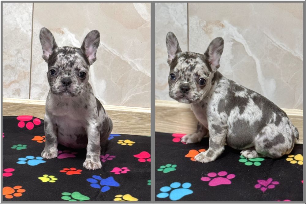 Міні манюня готова до переїзду! Доставка по Україні та за кордон