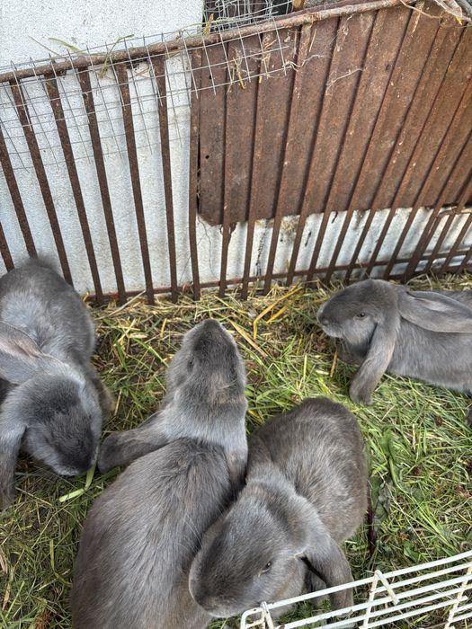 króliki baran francuski