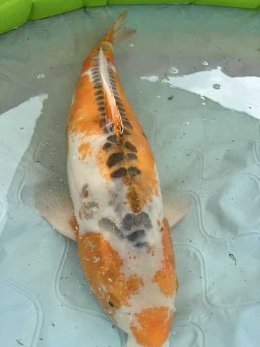 Carpa koi hi shushui female 85+
