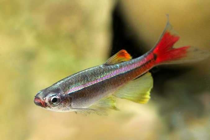 Kardynałek chiński  (Tanichthys albonubes) WYSYŁKA AKWAWIN