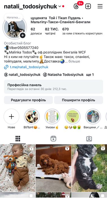 Мальтіпушик хлопчик міні. Карамель мальтіпу