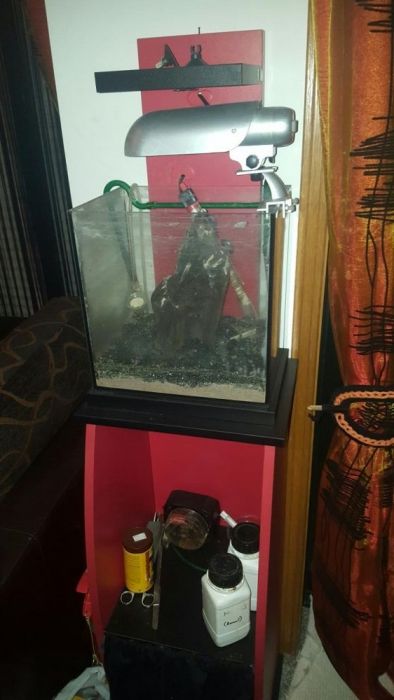 Aquário cubo, filtro, luminária