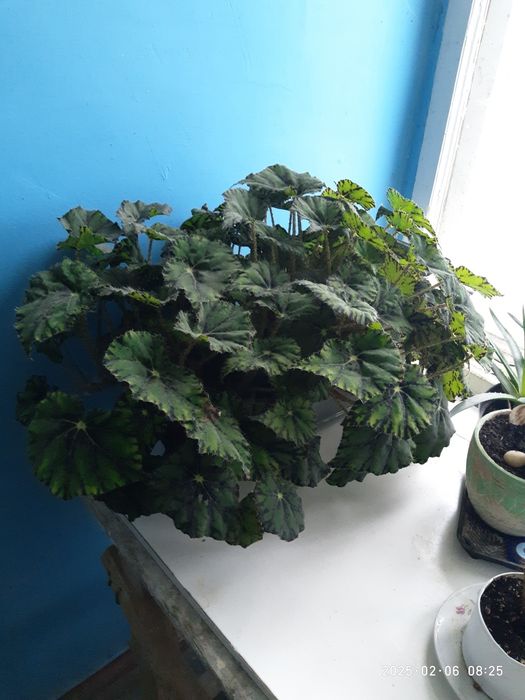 Плющ+Квіти домашні великі