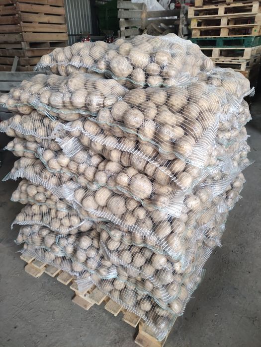 Sprzedam ziemniaki Quuen Anna i twister