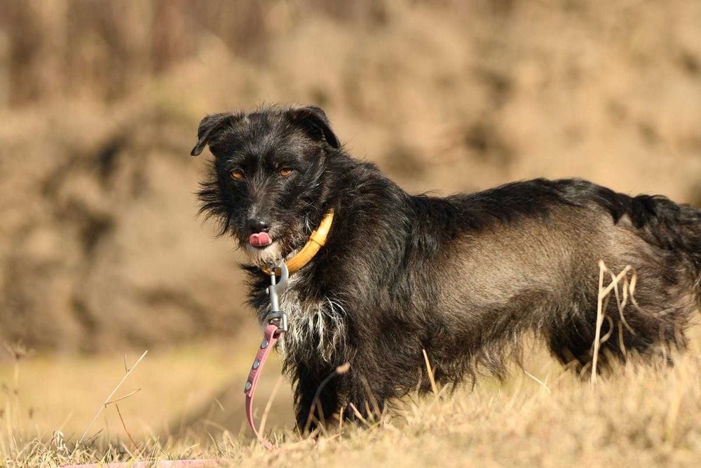 Cleo szuka domu, suczka, młoda