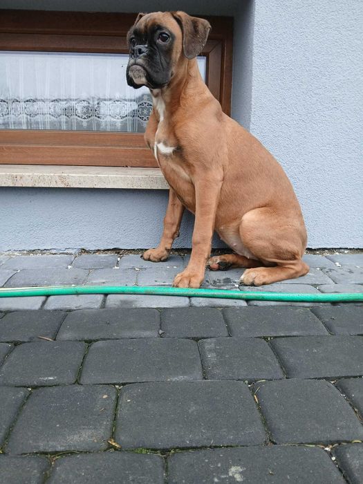 Bokser suczka 4 miesiące