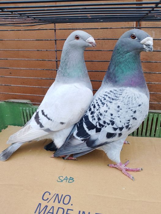 Sprzedam gołębie pocztowe standard para parzystą.