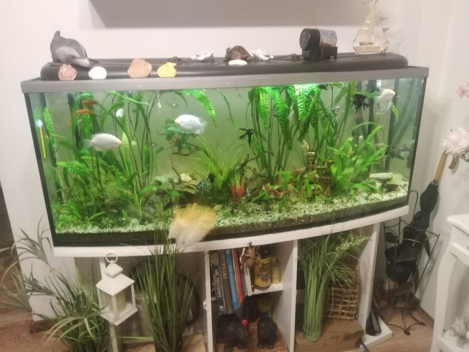 Okazyjnie Sprzedam, Duże Akwarium Panoramiczne.