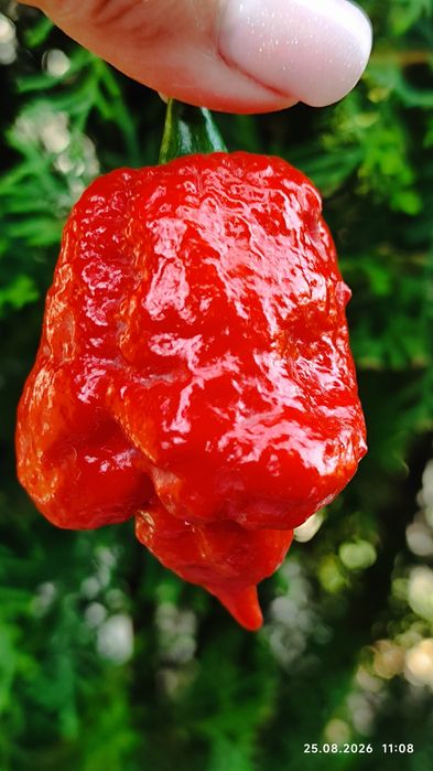 Carolina Reaper надгострий перець
