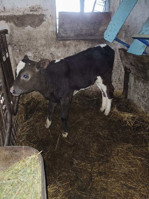 Продам Теличку 1.3 місяці