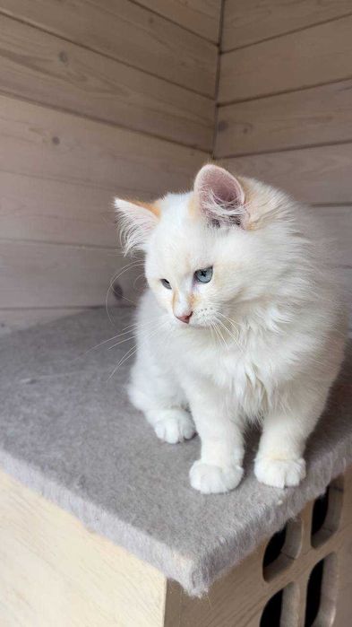 Хлопчик Фелікс порода Невська Маскарадна