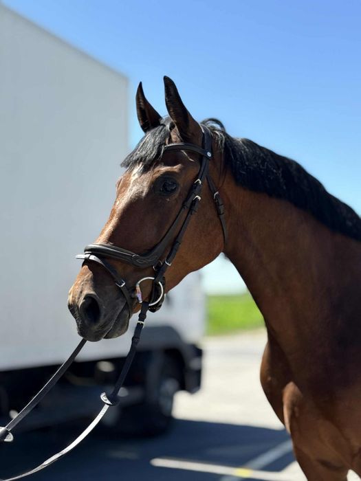 Klacz wielkopolska 6-lat