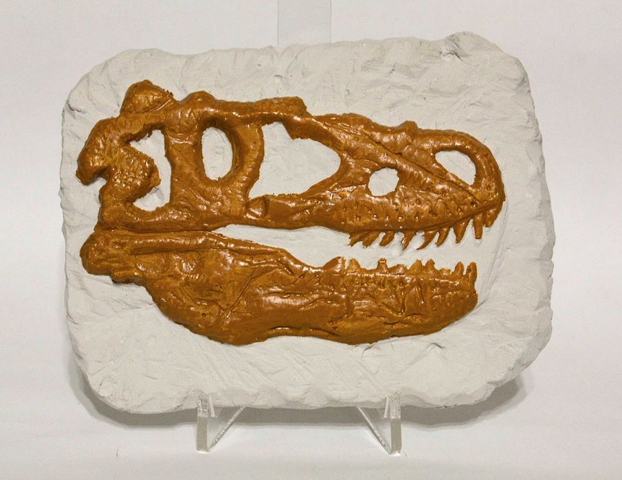 Gipsowa Płaskorzeźba Replika Skamieliny Czaszka Tyranozaura 17x14 cm