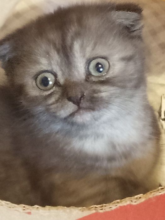 Кошенята Скоттіш фол