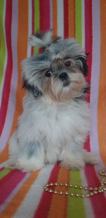 Дівчинка ши-тцу,вік 3 місяці