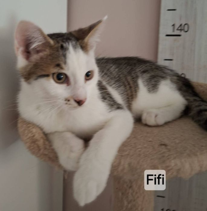 Kocurek 5 miesięczny do adopcji
