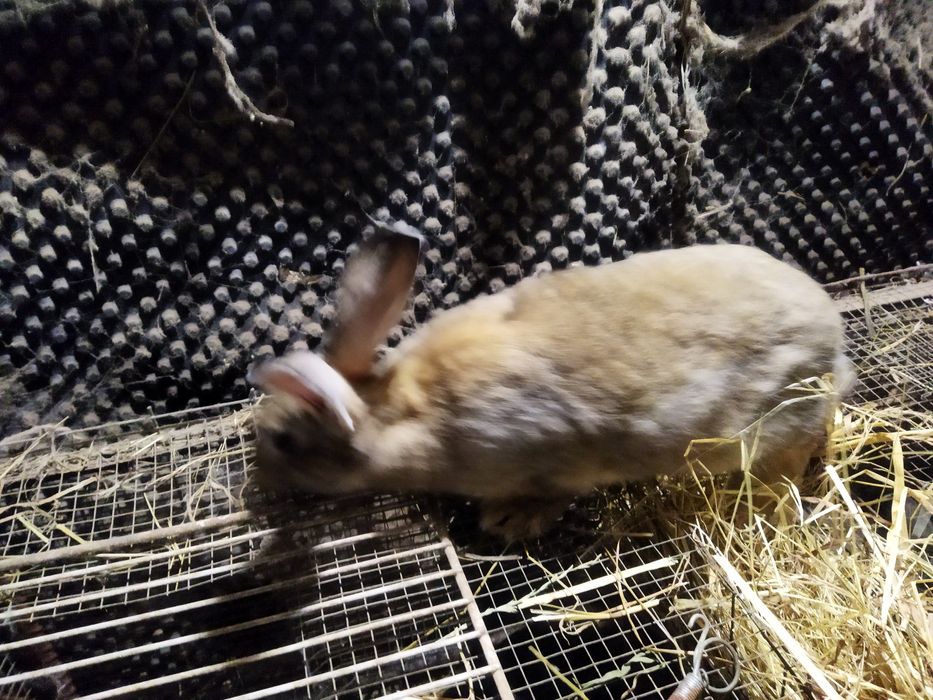 Vendo Coelhos com mais de 3 meses