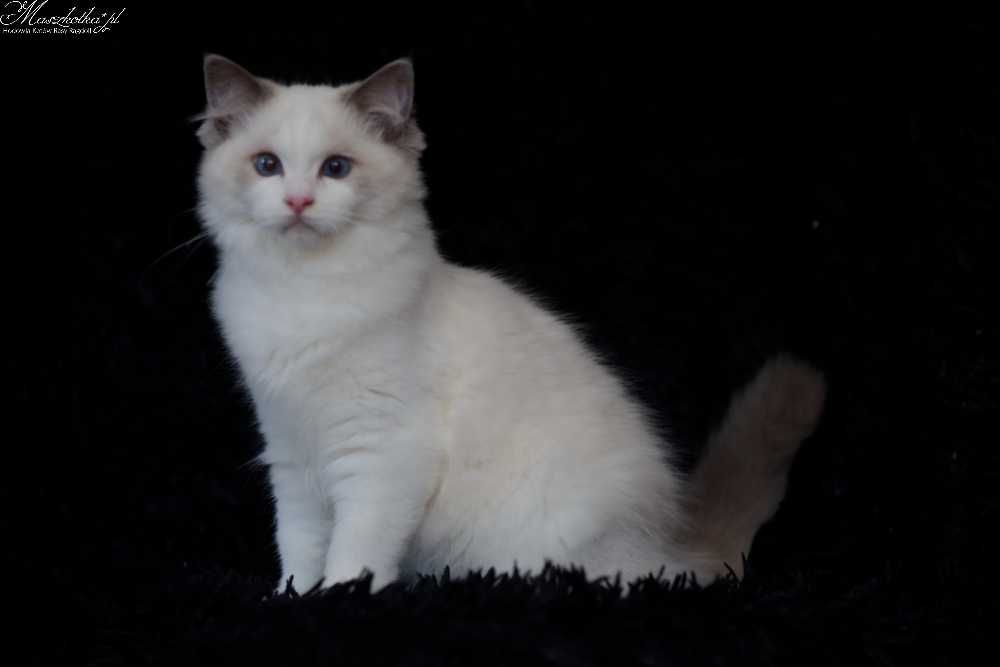 Ragdoll, przepiękna i super miziasta koteczka, typ felinoterapeuty z rodowodem FPL