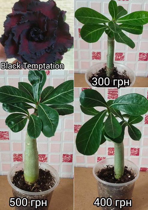 Адениум вариегатный махровый