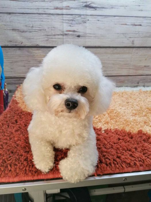 Грумер, грумінг собак, стрижка котів