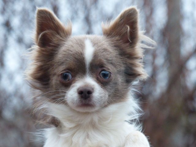 Чихуахуа  редкого окраса, КСУ