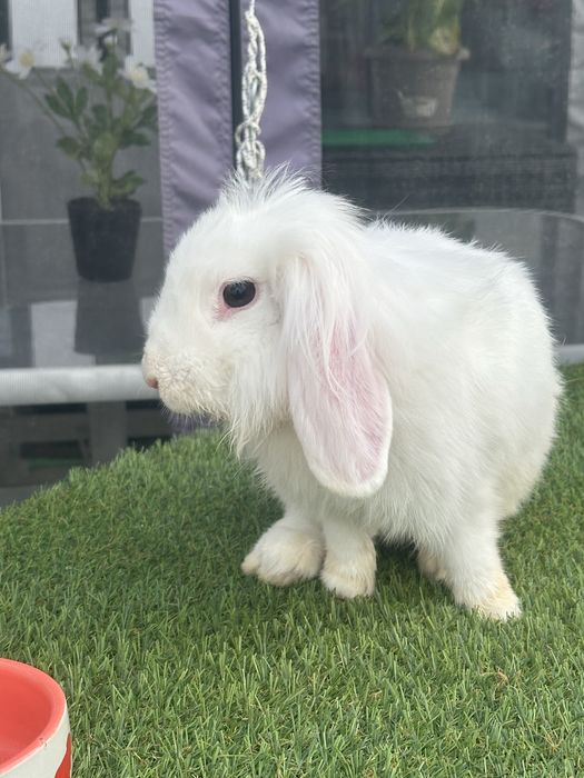 2 coelhos anoes ( meninas )