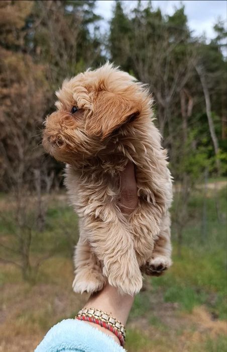 Микро девочка мальтипу F1