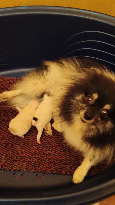 Spitz alemão menina Lulu
