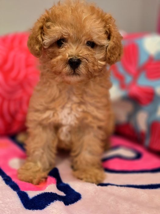 Suczka maltipoo!