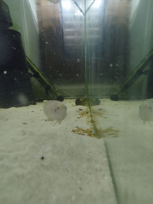 Neolamprologus calliurus