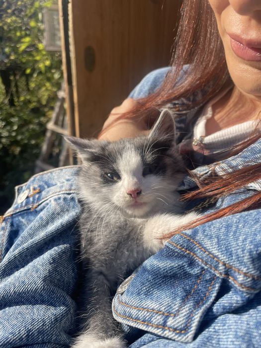 Котенята в добрі руки