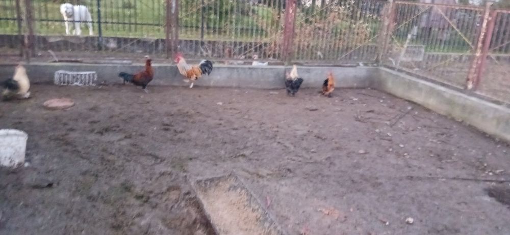 Piękne koguty tegoroczne (kochin miniaturowy, silka, czubatka, nioska)