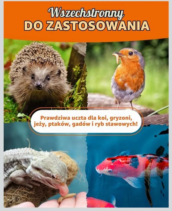 petifool suszone mączniki 5kg larwy mącznika pokarm dla ptaków jeży ryb