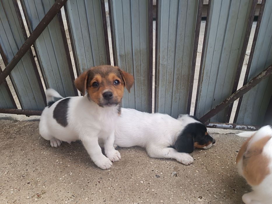 Мальчик и девочка привиты Одесса