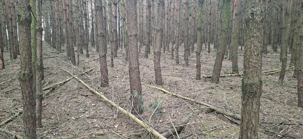 Sprzedam drzewo sosnowe opałowe