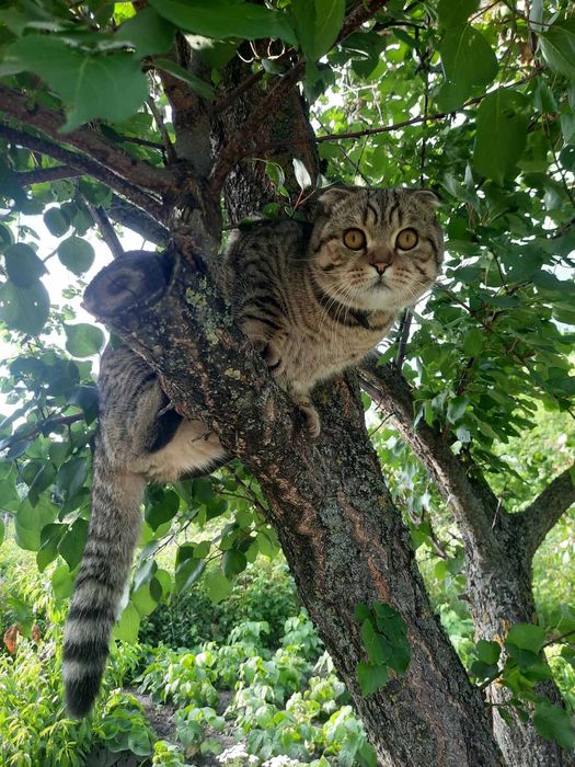 Шотландський котик! ВЯЗКА!!!