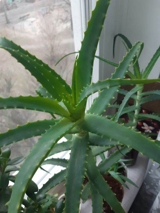 Алоє  столітник лікувальне