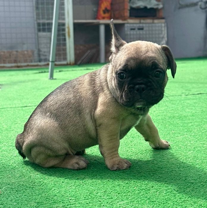 Bulldog francês fêmea sable