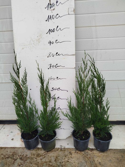 Cupressus Leylandes (50-60 cm)