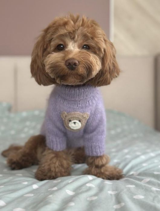 Вязаные свитера для маленьких питомцев